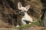 BOULEDOGUE FRANCAIS 544